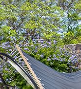hammock