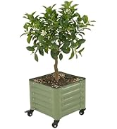 Vego garden Classic Rolling Citrus Tree Planter – 1.75' Mobile Metal Raised Garden Bed for Patio,...