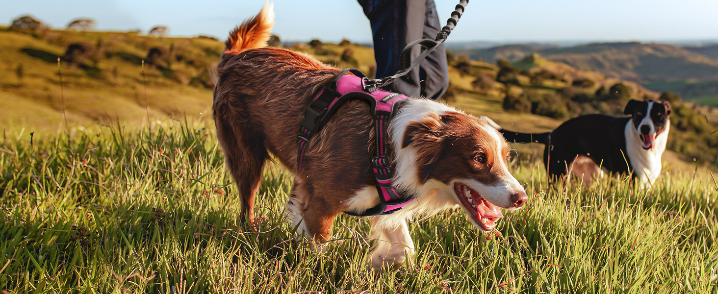 dog harness