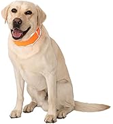 CoolerDog Hi-Vis Dog Cooling Collar - Orange Reflective Re-Freezable Ice Collar (Large)