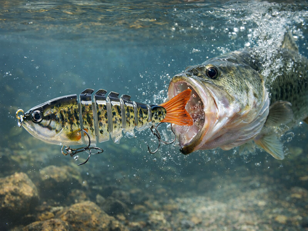 bass pike trout lures