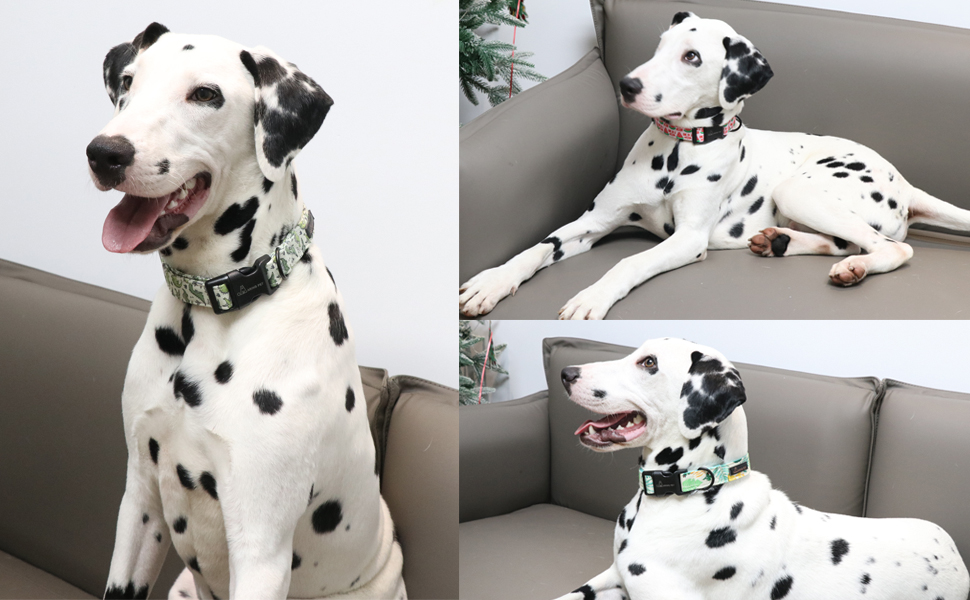 small dog collar