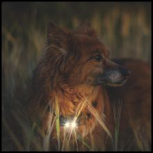 Dog Training Collar with Anti-lost light