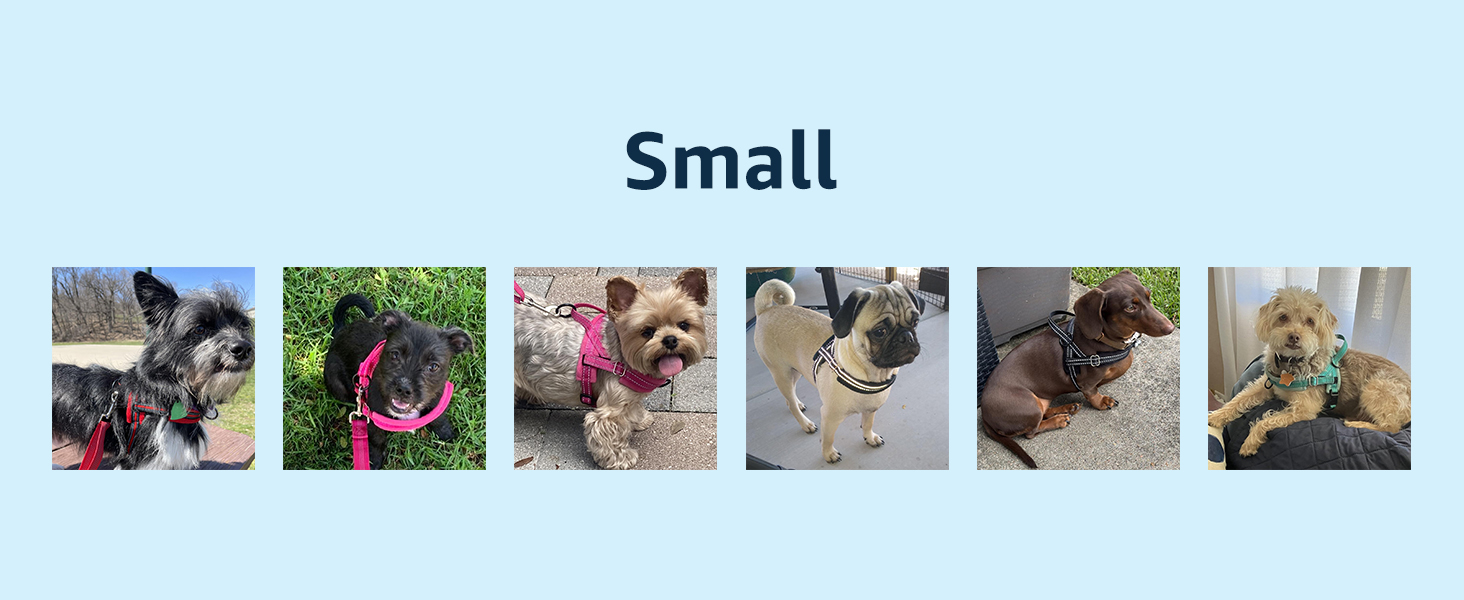 small dog harness