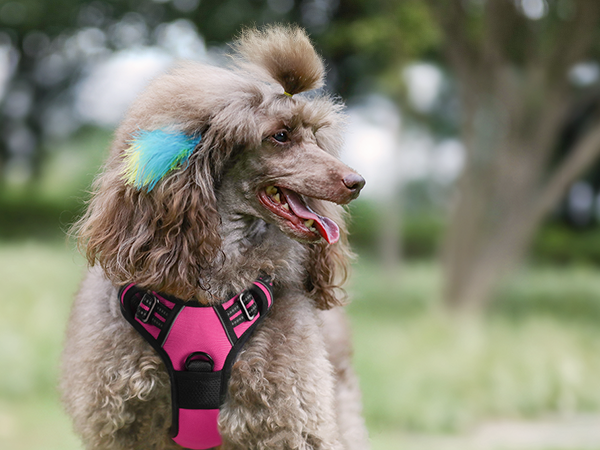 dog harness no pull