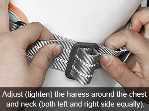 dog harness