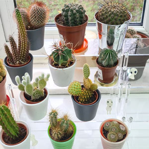 plant stand