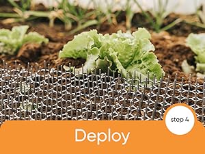 Deploy