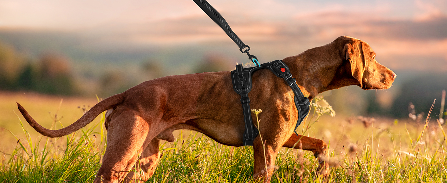 no pull dog harness
