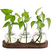Mkono Desktop Plant Propagation Station Glass Planter Terrarium with Wooden Tray Bulb Flower Vase...