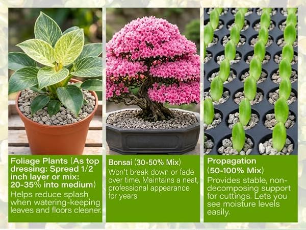 pumice for plant