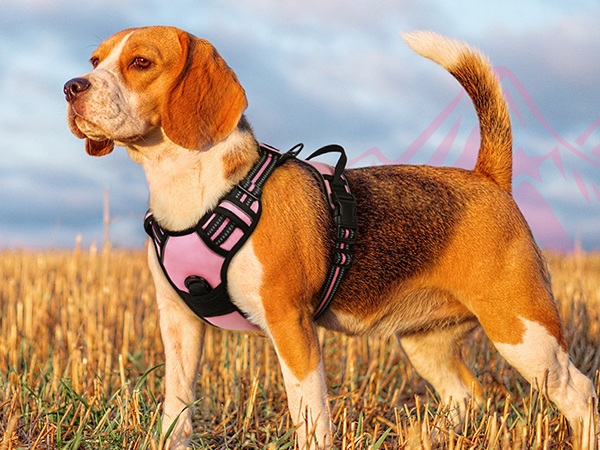 dog harness