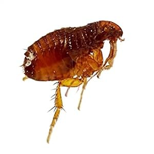 how the flea trap works