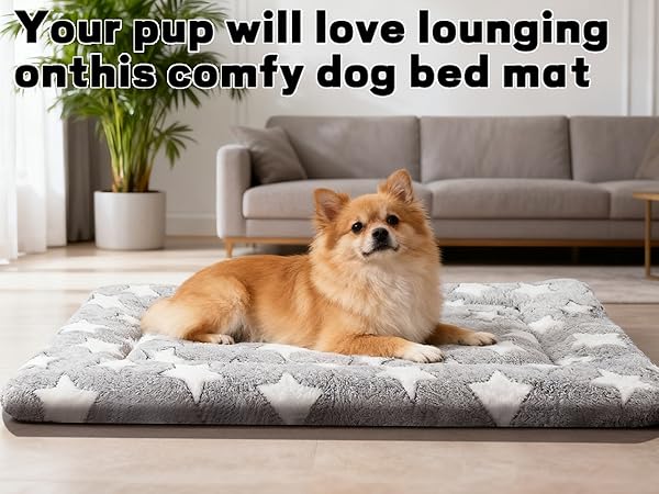 happy dog