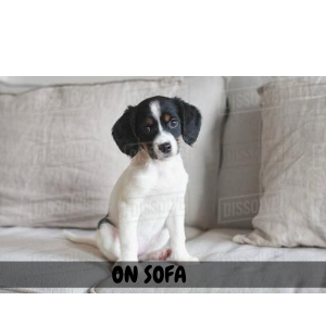 Spotty Superize Lint Roller
