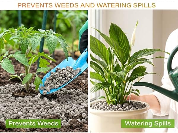 pumice for plant