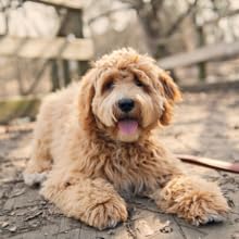 comb goldendoodle