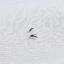 Keep bugs insects out