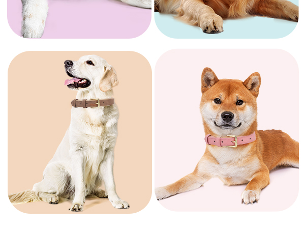 leather dog collar for medium dogs
