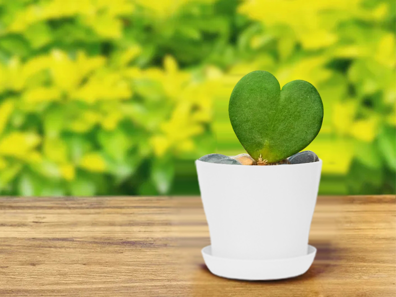 4 inch pots for plants
