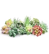 Happyhapi 12 Pcs Artificial Succulents Mini Fake Plants Unpotted Faux Succulent for Craft, Small ...