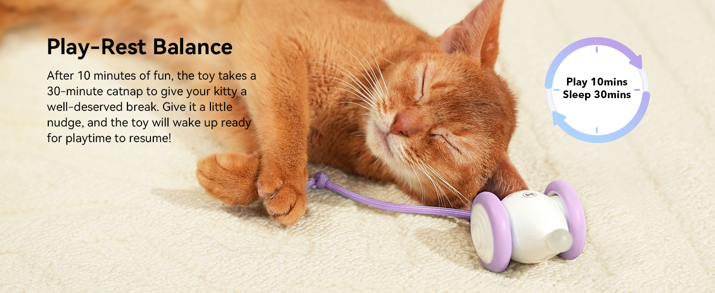cat toys that move on their own