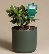 Damsimz 2 Packs Soil Moisture Meter for House Plants, Plant Water Meter, Plant Moisture Meter Soi...