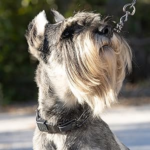 Dog collar with an assembly chain and Biothane Insert