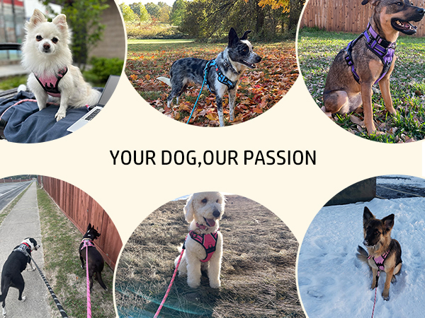 dog harness