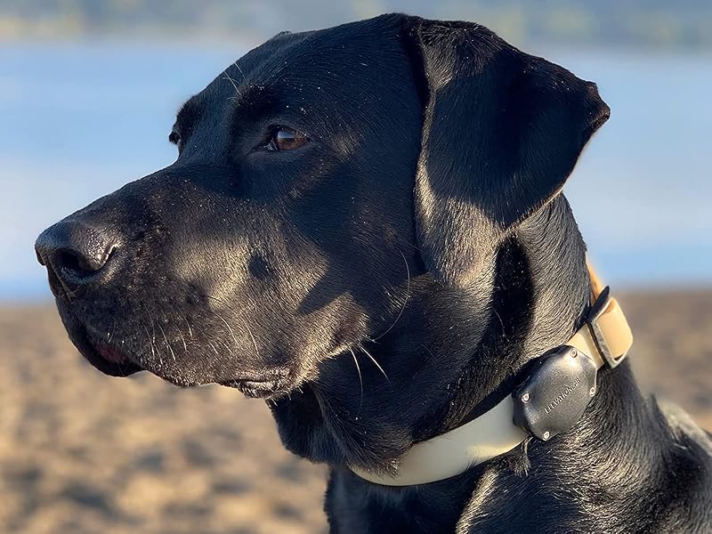 mounts airtag flush to your dogs collar