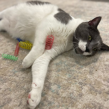 kitten supplies at home alone hidden stockings independent play on spring shiny spiral toys'