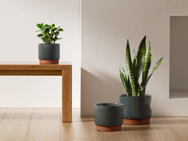 large plant pots