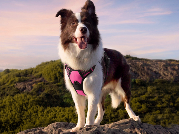 large dog harness