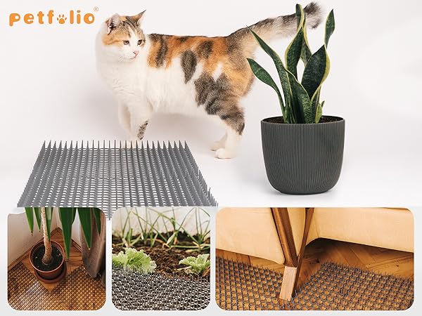 cat scat mat