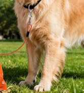 Retractable Dog Leash Set