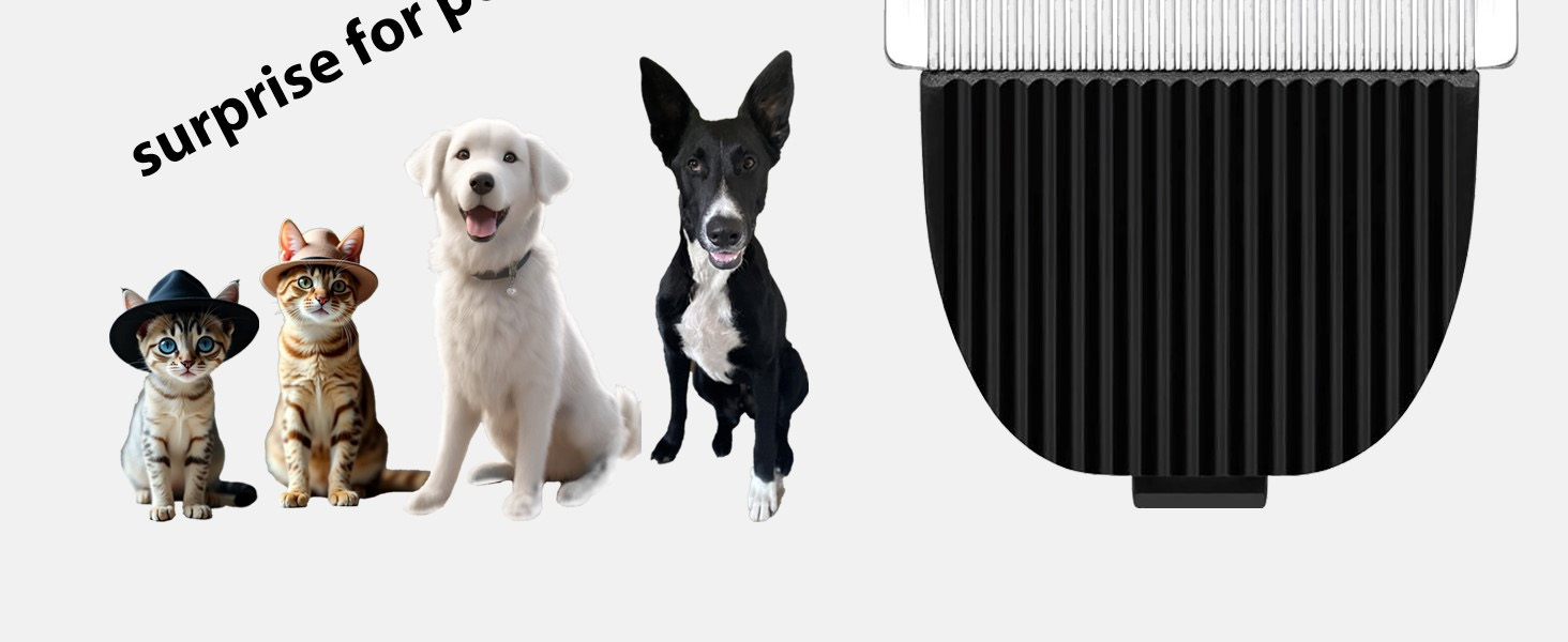 surprise for pets