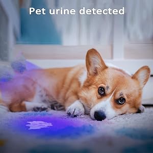 Pet urine detection