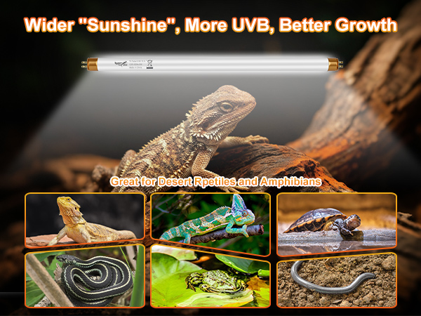 bearded dragon accessories