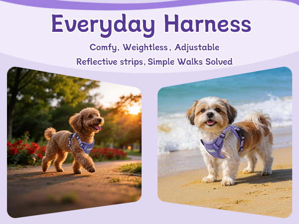 3 buckle small dog harness