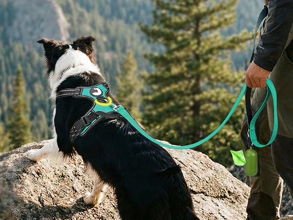 dog harness