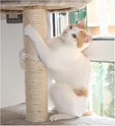 cat scracher