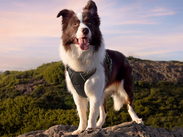 large dog harness