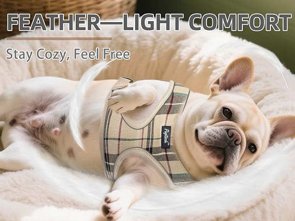 dog harness