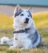 bells for dog
