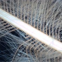 Down Feather