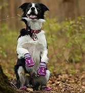 dog shoes
