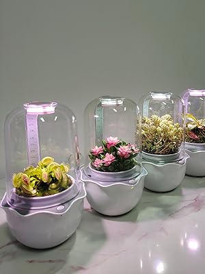 Venus fly trap terrarium