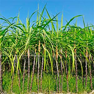 sugarcane