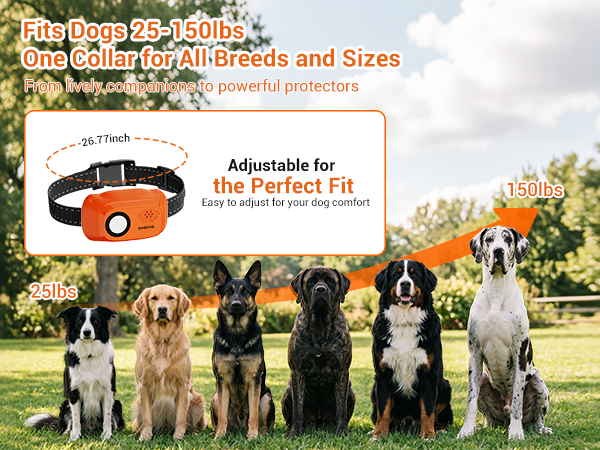 dog training collar with remote
