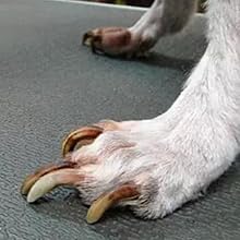 Long Nail